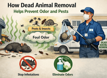 How Dead Animal Removal Helps